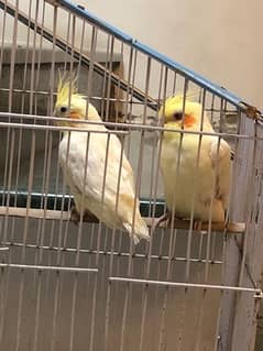 Cockatiels