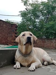 Male Labrador argent sale