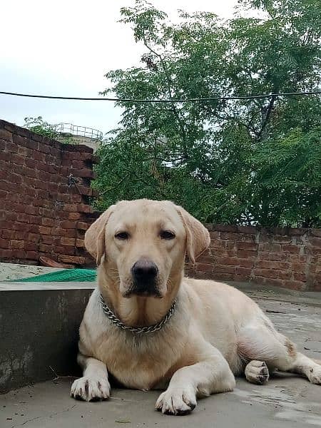 Male Labrador argent sale 1