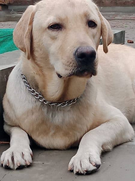 Male Labrador argent sale 3