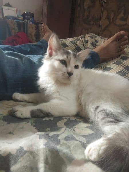 4 month white kitten for sale 4