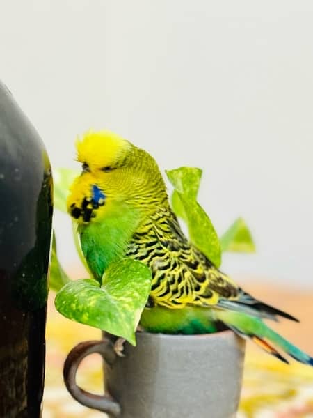 Exhibition budgies breeder pairs 7