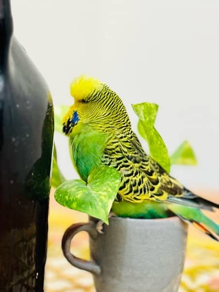 Exhibition budgies breeder pairs 8