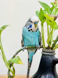 Exhibition budgies breeder pairs