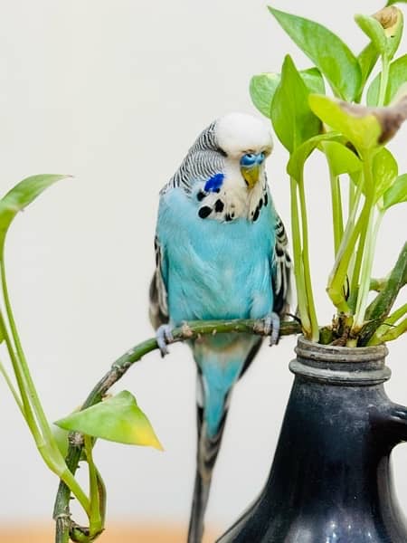 Exhibition budgies breeder pairs 0