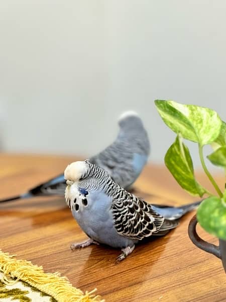 Exhibition budgies breeder pairs 12