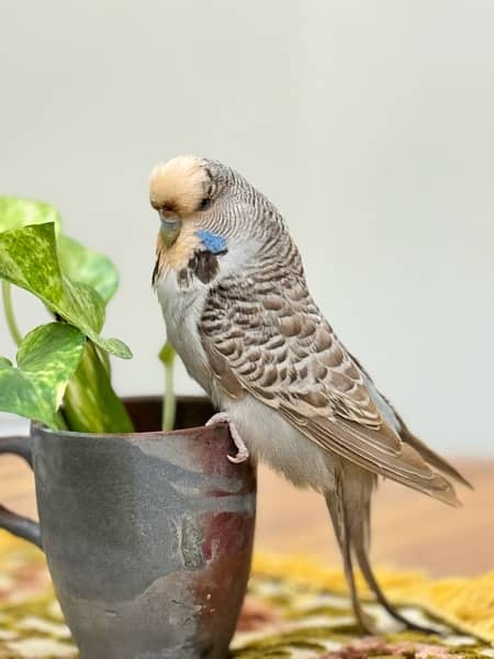 Exhibition budgies breeder pairs 13