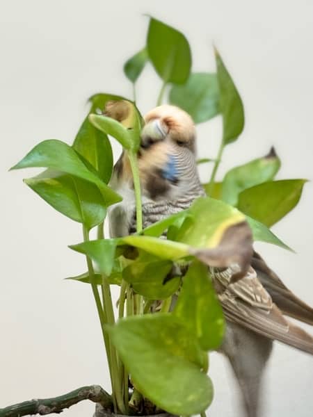 Exhibition budgies breeder pairs 15