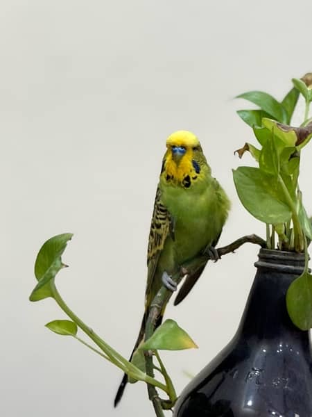 Exhibition budgies breeder pairs 17