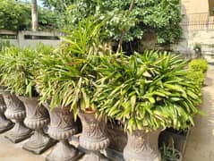 Plants with Large Pots