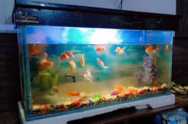 Fish Aquarium