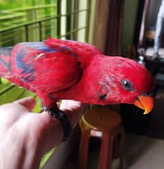 Moluccan Red Lories 0