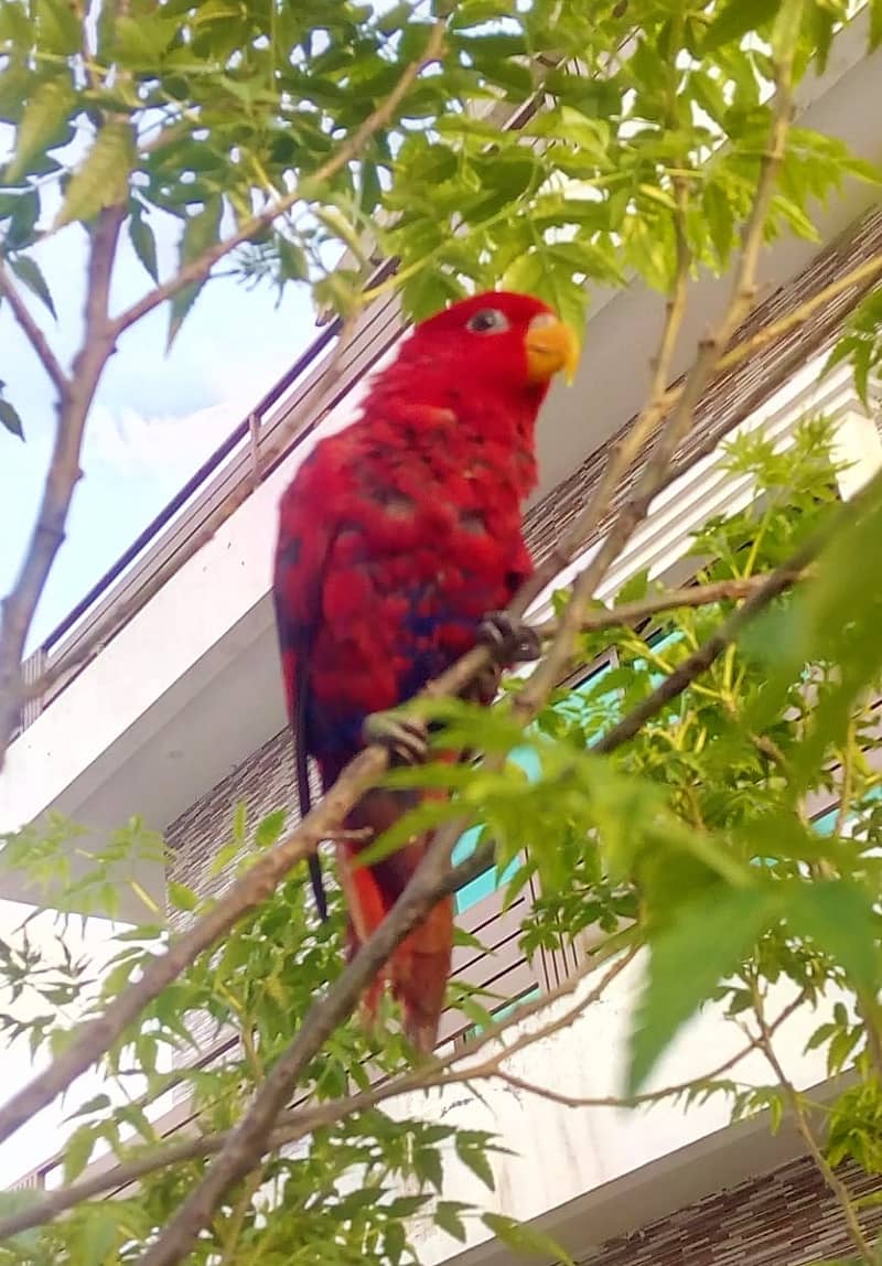 Moluccan Red Lories 1