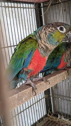 Crimson Belly conure Breeder pair 0