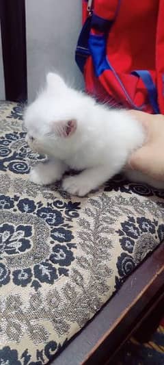 Persian ODD Eyes  kitten cat for sale