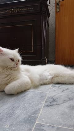 Persian Cat Female (Unvaccinated)