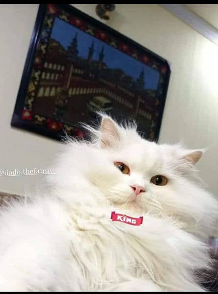 Persian cat white colour 2