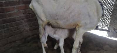 Beetal bakri / goats / bakra / gaot for sale