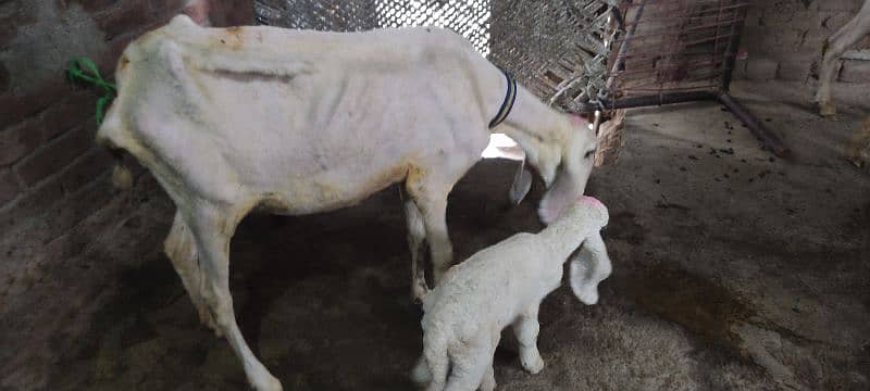 Beetal bakri / goats / bakra / gaot for sale 1