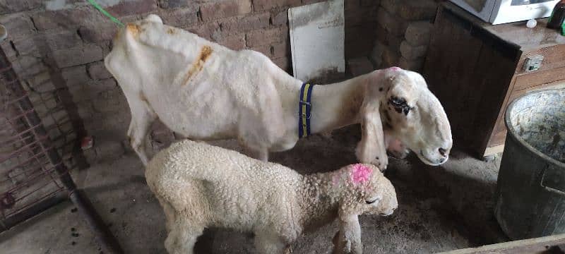 Beetal bakri / goats / bakra / gaot for sale 3