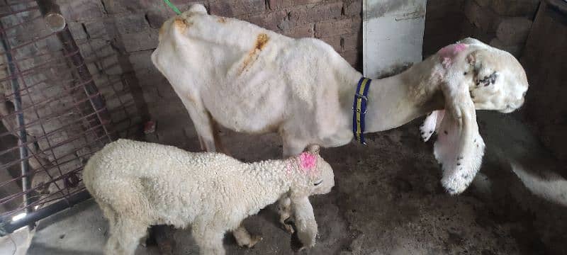 Beetal bakri / goats / bakra / gaot for sale 4