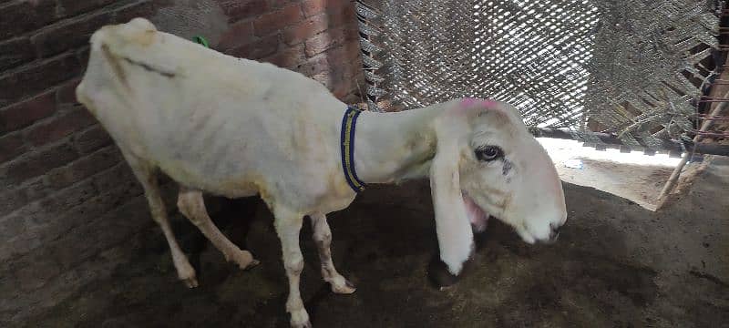 Beetal bakri / goats / bakra / gaot for sale 6