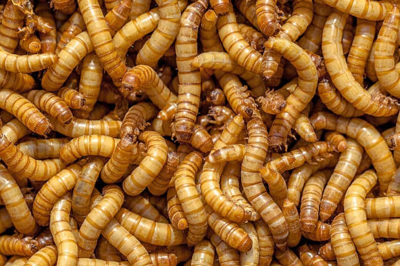 Mealworm Nutritious Protein for Aquarium Fish/Turtle/Bird/Hamster Feed 0