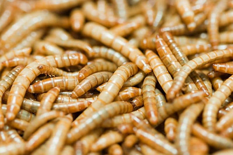 Mealworm Nutritious Protein for Aquarium Fish/Turtle/Bird/Hamster Feed 1