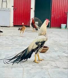 parrot beak long tail tamil nadu breed