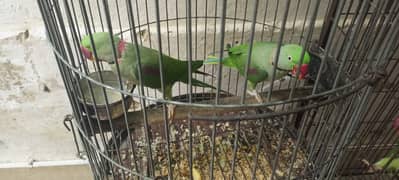 Jambo pehari parrots