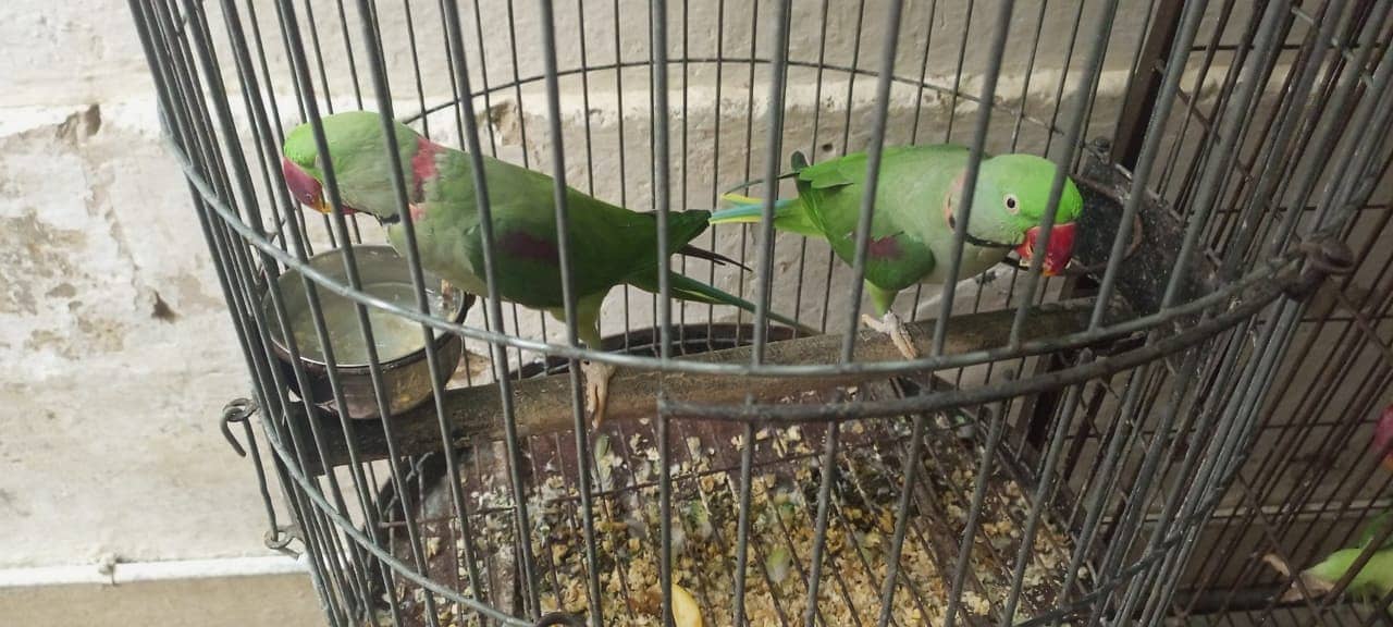 Jambo pehari parrots 0