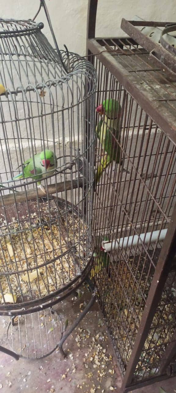 Jambo pehari parrots 1