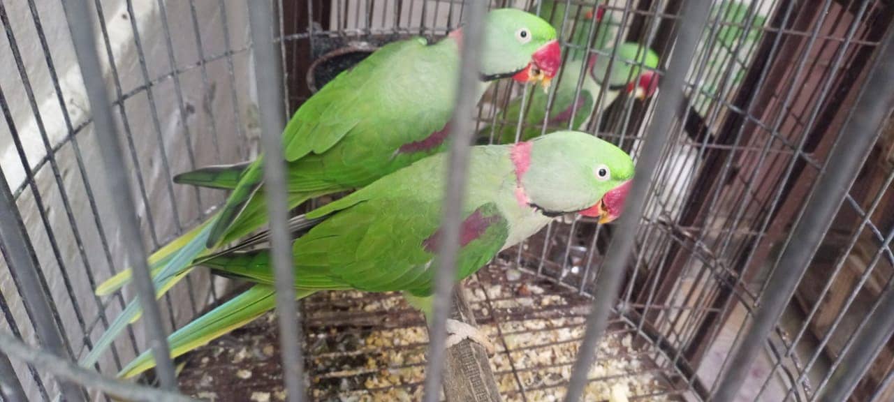 Jambo pehari parrots 2