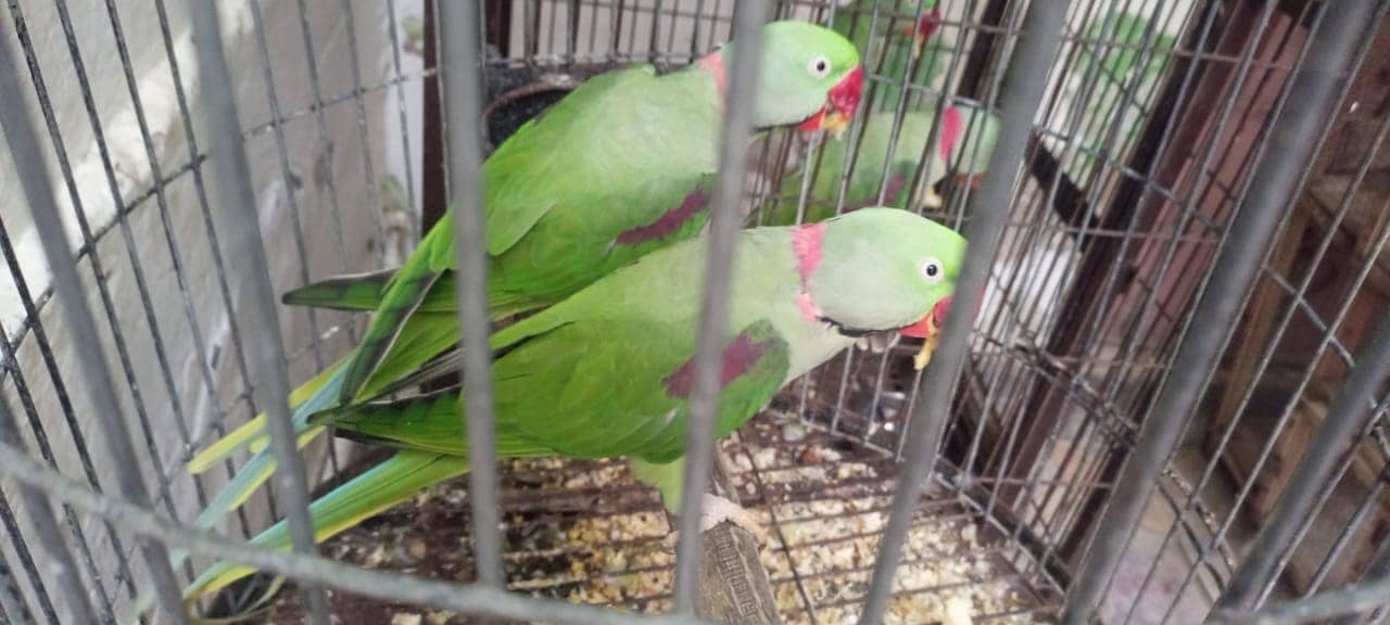 Jambo pehari parrots 3