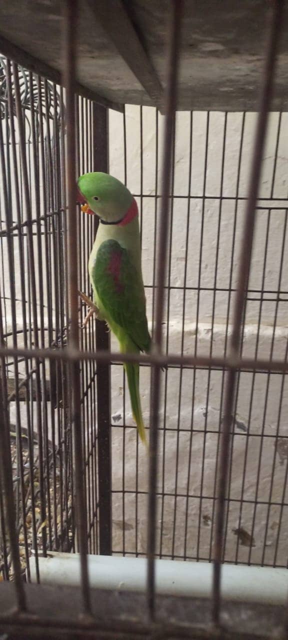 Jambo pehari parrots 4