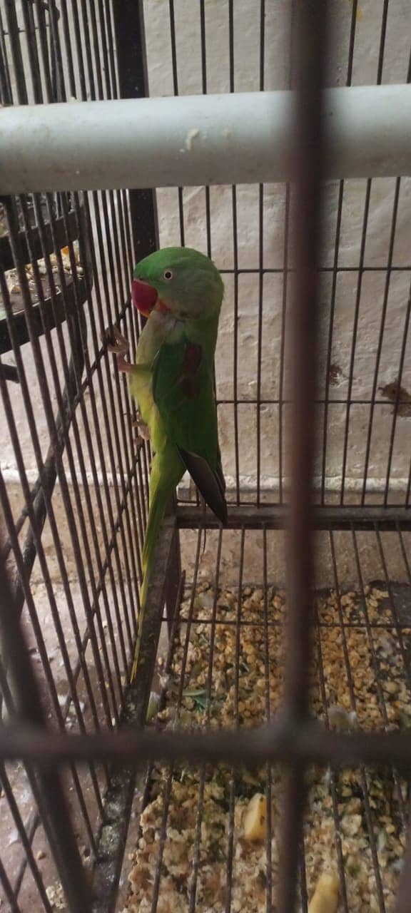 Jambo pehari parrots 5