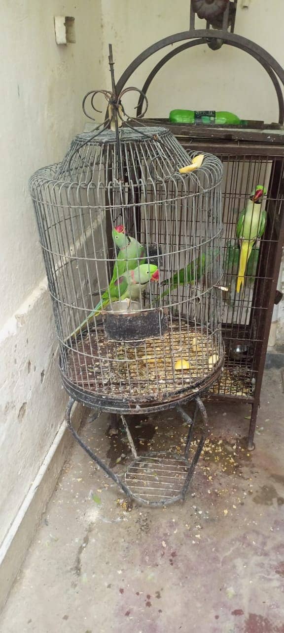 Jambo pehari parrots 6