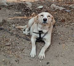 Labra + Afghan koochi cross