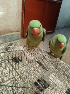 Healthy Raw Parrot Available – Limited Stock! 0