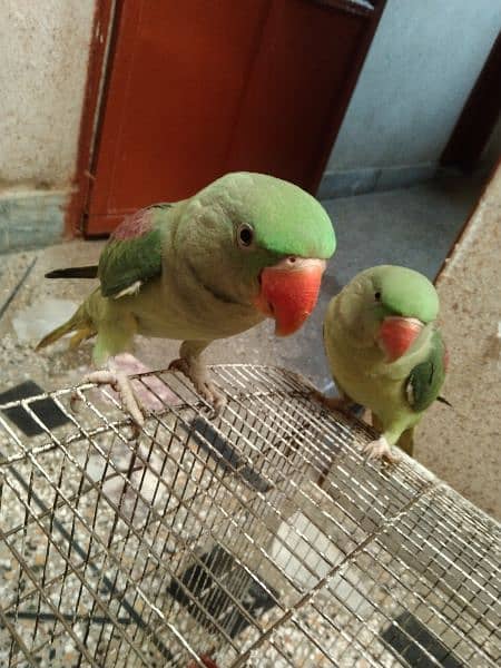 Healthy Raw Parrot Available – Limited Stock! 3