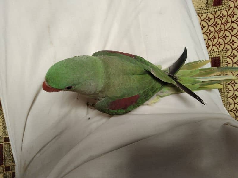 Healthy Raw Parrot Available – Limited Stock! 4