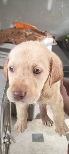 British Labrador puppy | labra Dog | Labrador | dog for sale