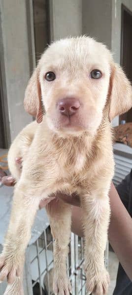 British Labrador puppy | labra Dog | Labrador | dog for sale 1