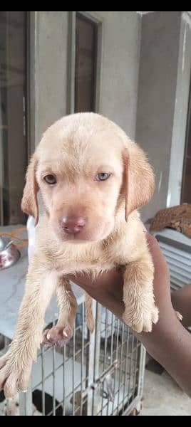 British Labrador puppy | labra Dog | Labrador | dog for sale 2