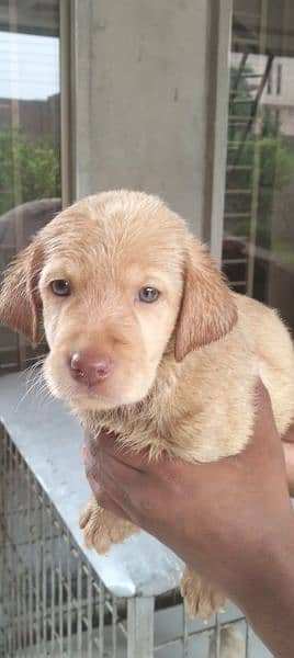 British Labrador puppy | labra Dog | Labrador | dog for sale 3