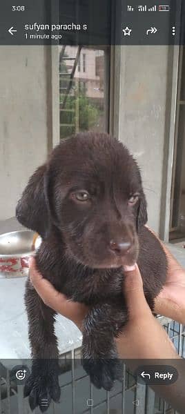 British Labrador puppy | labra Dog | Labrador | dog for sale 4