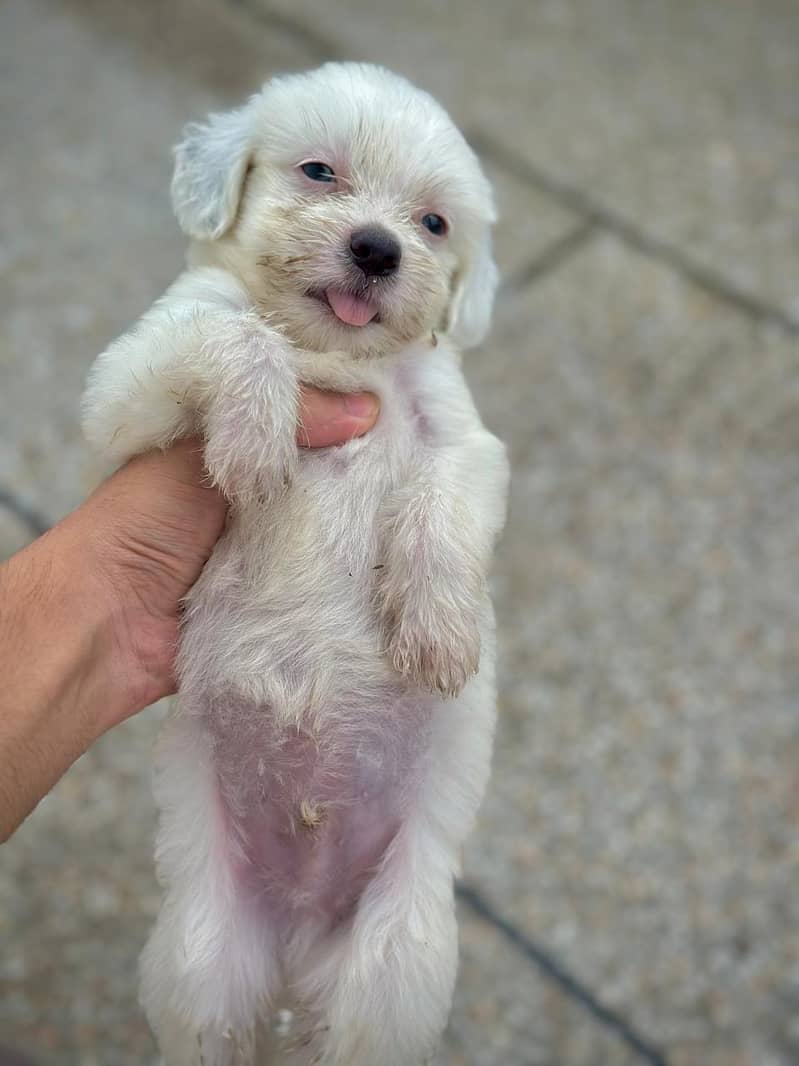 shih tzu puppies / shitzu terrier / shitzu puppy / Dog for sale / shih 3