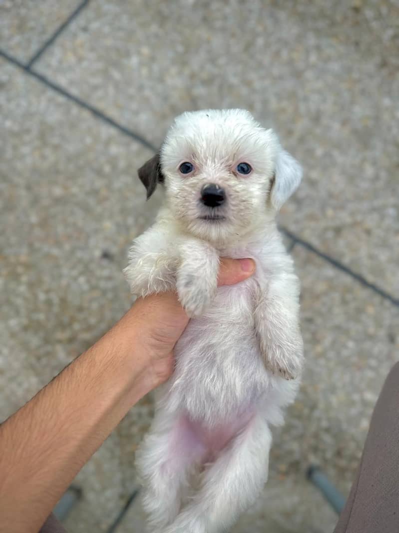 shih tzu puppies / shitzu terrier / shitzu puppy / Dog for sale / shih 5