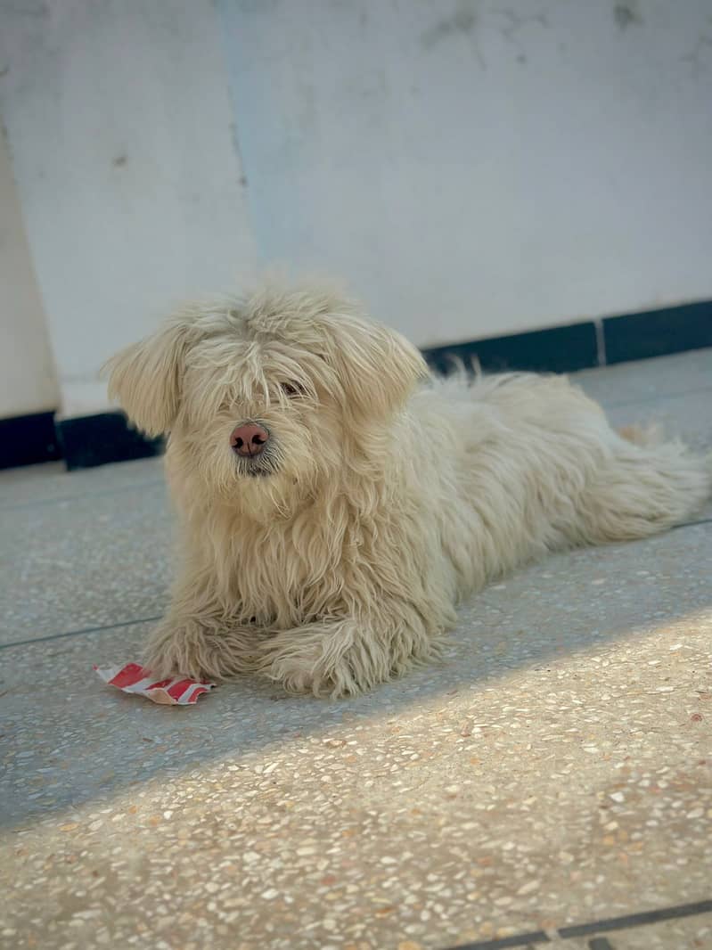 shih tzu puppies / shitzu terrier / shitzu puppy / Dog for sale / shih 8