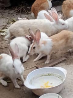 Healthy and active Rabbits for sale pr piece 800